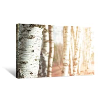 Image of Nature Blurred Background With Birch Tree Canvas Print