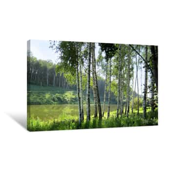 Image of Young Birch Trees On The Shore Of A Forest Lake On A Clear Summer Day Canvas Print