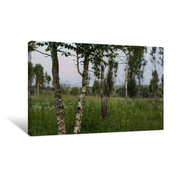 Image of Birch Forest Nature Landscape In Summer Morning Time With Nobody Canvas Print