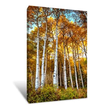 Image of Aspen Trees In Colorado Canvas Print