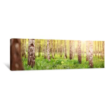 Image of Birch Tree Forest In Morning Light With Sunlight Canvas Print