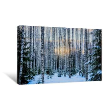 Image of Birch Forest Is In Winter Canvas Print
