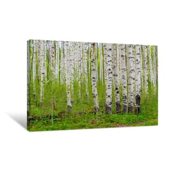 Image of Spring Came Canvas Print