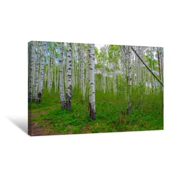 Image of Forest Aspens Canvas Print