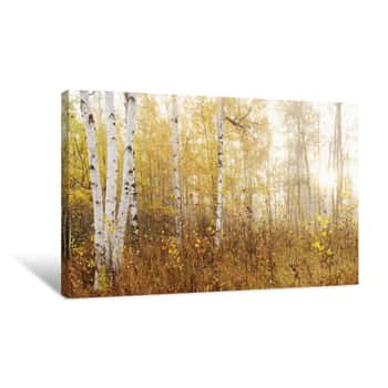 Image of Birch Grove In Autumn; Thunder Bay, Ontario, Canada Canvas Print