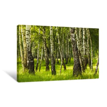 Image of Birch Forest While Summer Season Canvas Print