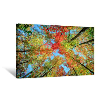 Image of Colorful Leaves Up In The Autumn Trees Canvas Print
