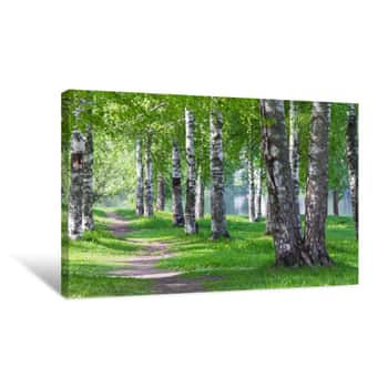 Image of A Path Passing Through A Birch Alley Canvas Print