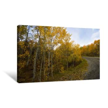 Image of Orange, Yellow, Green, And Brown Trees During Fall In Colorado Canvas Print