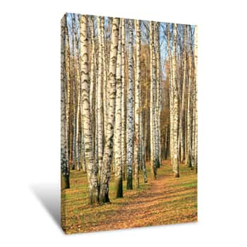Image of Pathway In An Autumn Birch Grove Canvas Print
