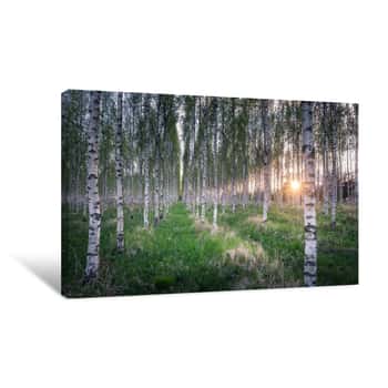 Image of Many Birch Trees In The Forest In The Daytime Canvas Print