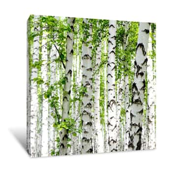 Image of White Birch Trees In The Forest In Summer Canvas Print