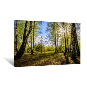 Image of Birch Forest With Young Leaves In Spring Canvas Print