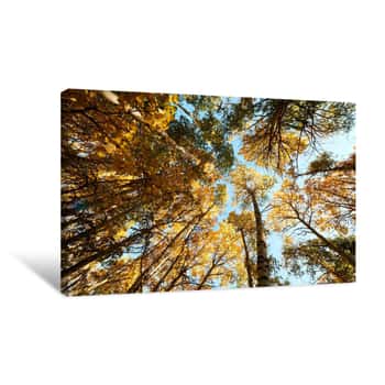 Image of Collection Of Beautiful Colorful Autumn Trees Canvas Print