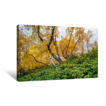 Image of Autumn In The Deciduous Forest Canvas Print