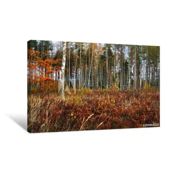Image of Autumn Morning  Red And Golden Trees In The Forest, Latvia Canvas Print