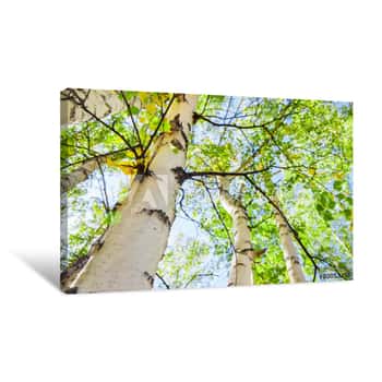 Image of Green Birch In Spring Forest Canvas Print