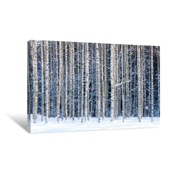 Image of Snowy Birches Canvas Print