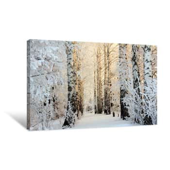 Image of Winter Birch Woods In Morning Light Canvas Print