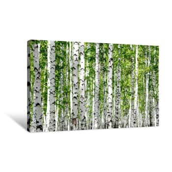Image of White Birch Trees In The Forest In Summer   Canvas Print