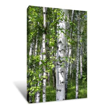 Image of Birch In The Forest Canvas Print