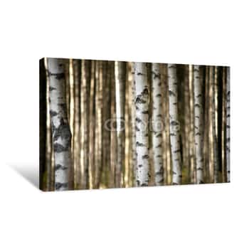 Image of Trunks Of Birch Trees Canvas Print