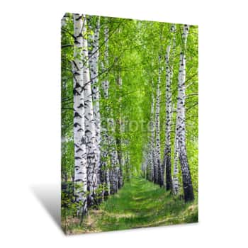 Image of Birch Park In Spring Canvas Print
