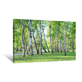 Image of Birch Grove, Forest Trail, Summer, Green Foliage Canvas Print
