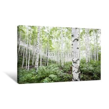 Image of White Birch Trees In The Forest In Summer Canvas Print