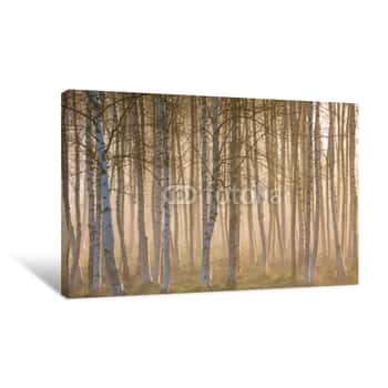 Image of Morning Fog In The Birch Woods Canvas Print