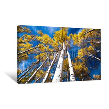 Image of Look Up Aspen Trees Canvas Print