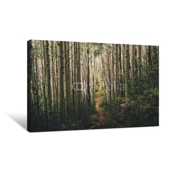 Image of A Hiking Trail Running Through Aspen Trees In Colorado Canvas Print