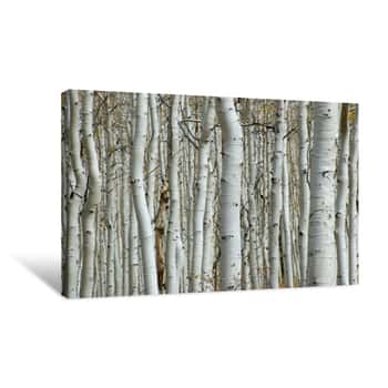 Image of Aspen Forest Canvas Print