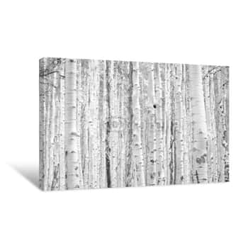 Image of Black And White Aspen Trees Make A Natural Background Texture Pattern In Colorado Mountain Forest Landscape Scene Canvas Print