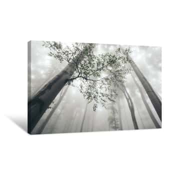 Image of Forest Up View With Fog Canvas Print