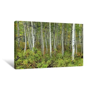 Image of Fall Aspens In The Utah Mountains, USA Canvas Print