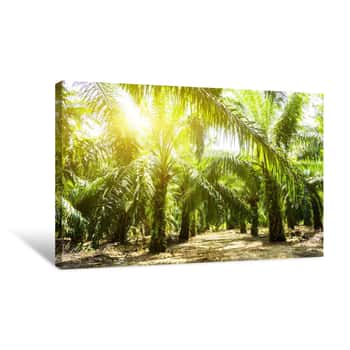 Image of Palm Oil Plantation And Morning Sunlight Canvas Print