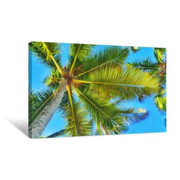 Image of Coconut Palm Tree Perspective View Against Blue Sky Canvas Print
