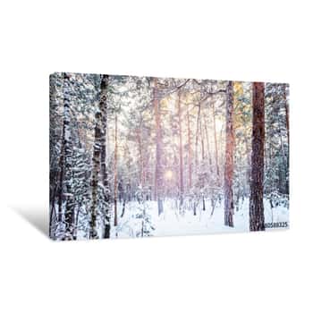 Image of Winter Forest Frost Evening Sunset Fir Tree Of Pine Fir-tree And Birch Canvas Print