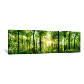 Image of Wald Panorama Mit Sonnenstrahlen Canvas Print