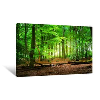 Image of Walkway In A Spring Forest In The Netherlands Canvas Print