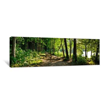 Image of Trail In The Forest Canvas Print