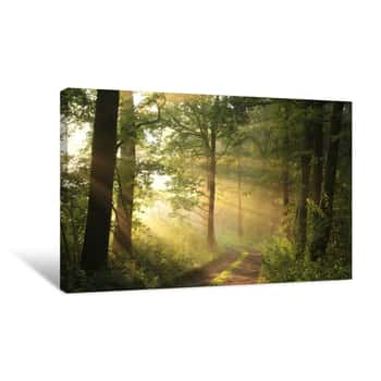 Image of Country Road Through The Forest On A June Morning Canvas Print