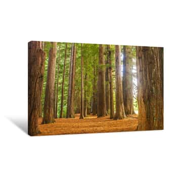 Image of Redwood Forest, Sequioa Trees Canvas Print
