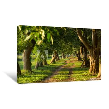 Image of Way Through Trees Canvas Print