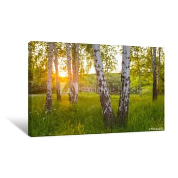 Image of Birch Trees In A Summer Forest Canvas Print