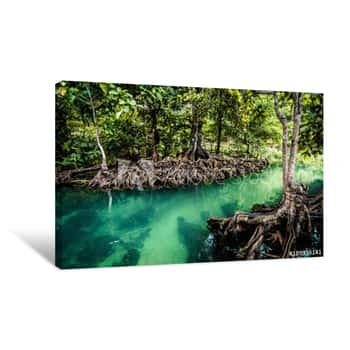 Image of Mangrove Forest Clear Water, Landscape Forest In National Park Krabi, THAILAND Canvas Print