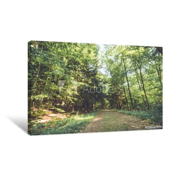 Image of Footpath Through Lush Green Forest On A Late Spring Afternoon At Ringwood State Park, NJ In Vintage Setting Canvas Print