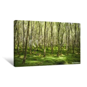 Image of Amazingly Green Birch Forest With Lots Of Trees Canvas Print