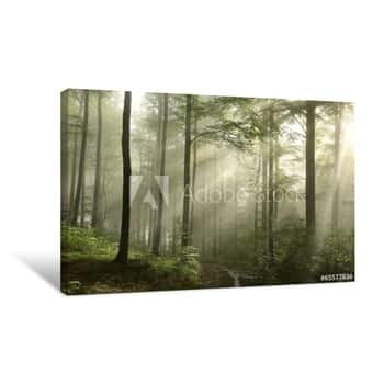 Image of Sunrise In The Spring Beech Forest After Rainfall Canvas Print